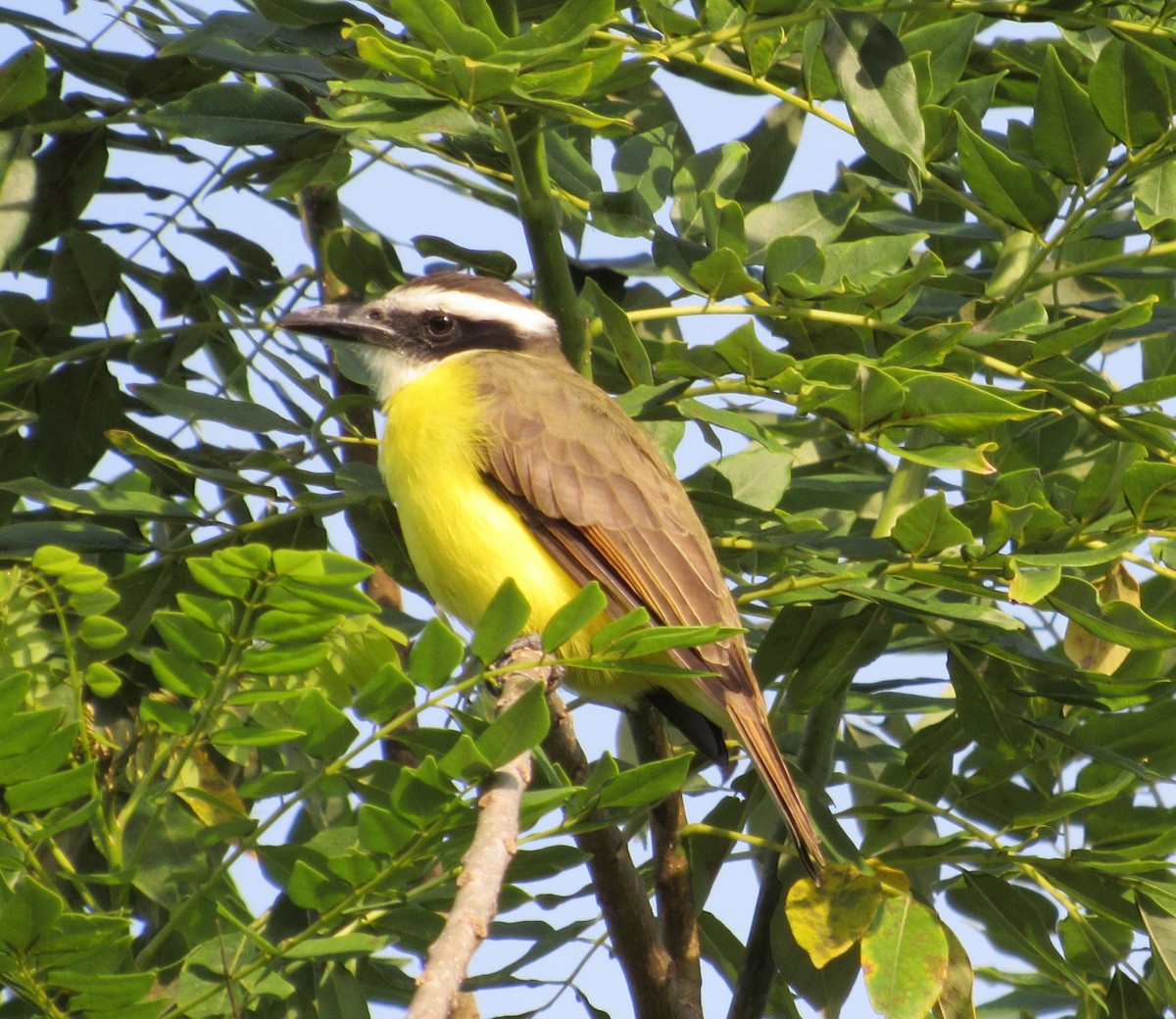 Boat-billed Flycatcher - Jim Zook