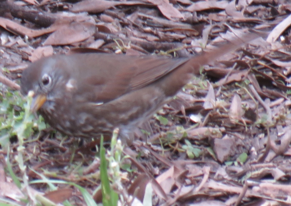 Fox Sparrow - ML203049381