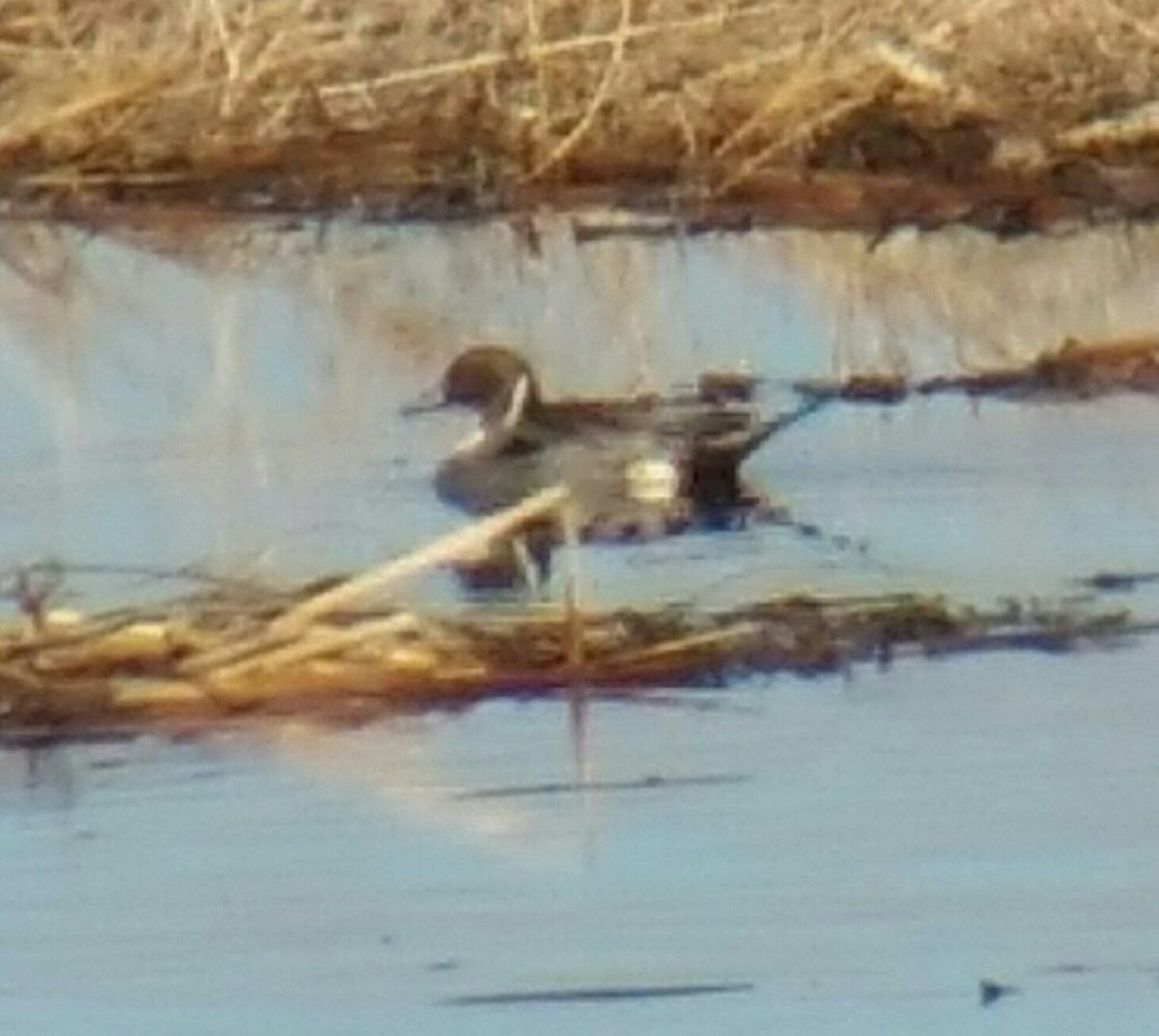 Northern Pintail - ML203054261