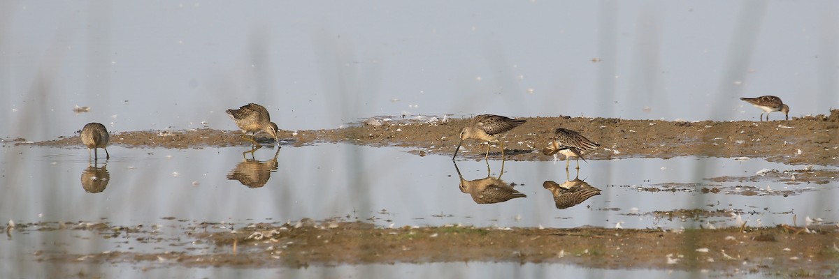 Long-billed Dowitcher - Tim Lenz