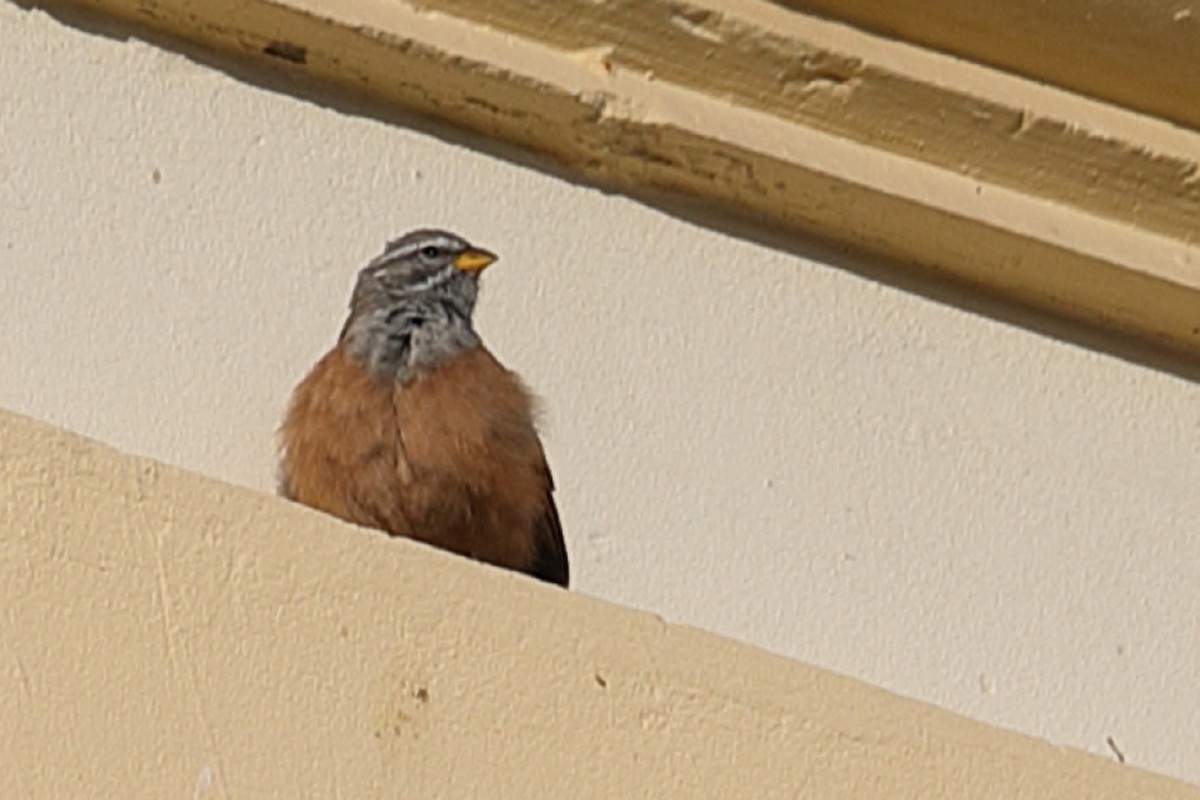 House Bunting - ML203054911