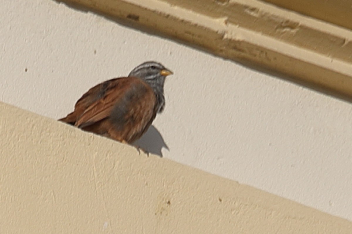 House Bunting - ML203054921