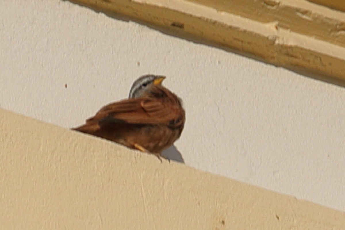 House Bunting - ML203054931