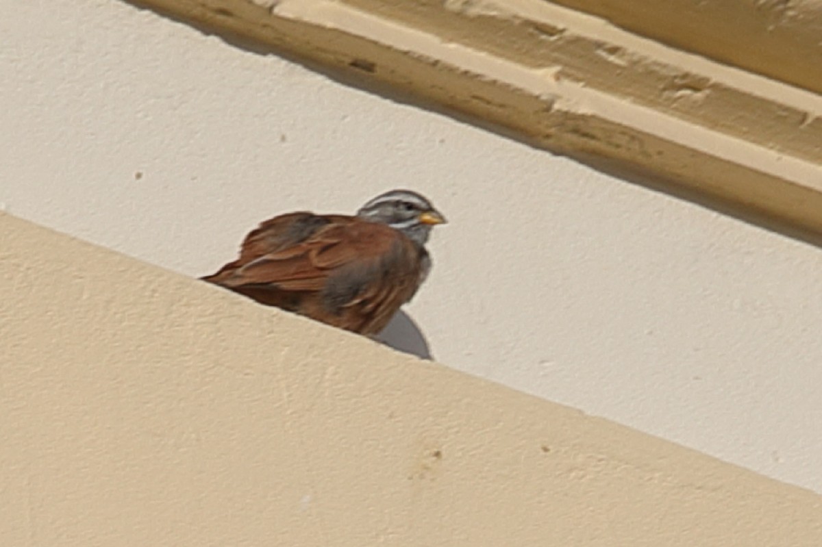 House Bunting - ML203054941