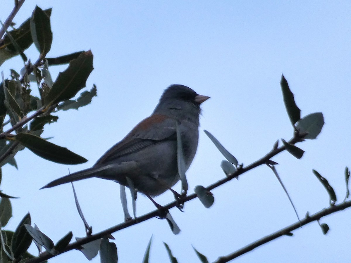 Dark-eyed Junco - Adam McMillen