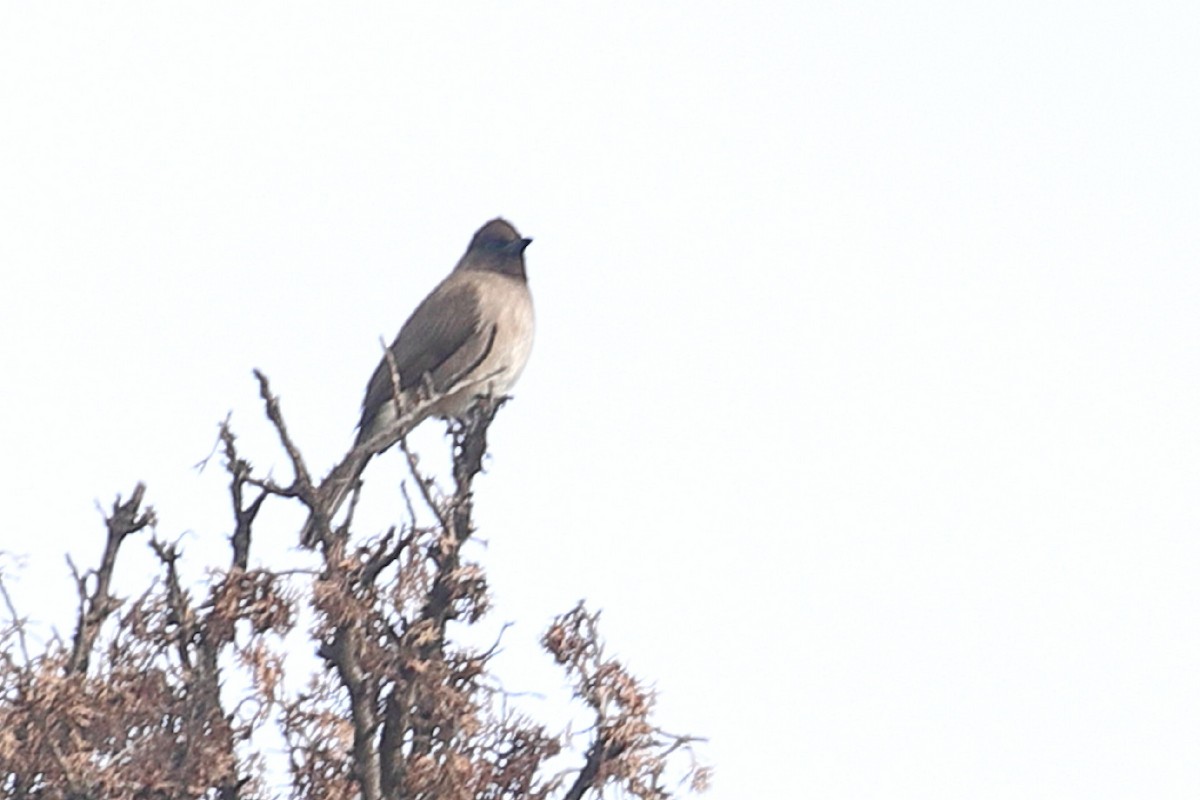 Common Bulbul - ML203055891