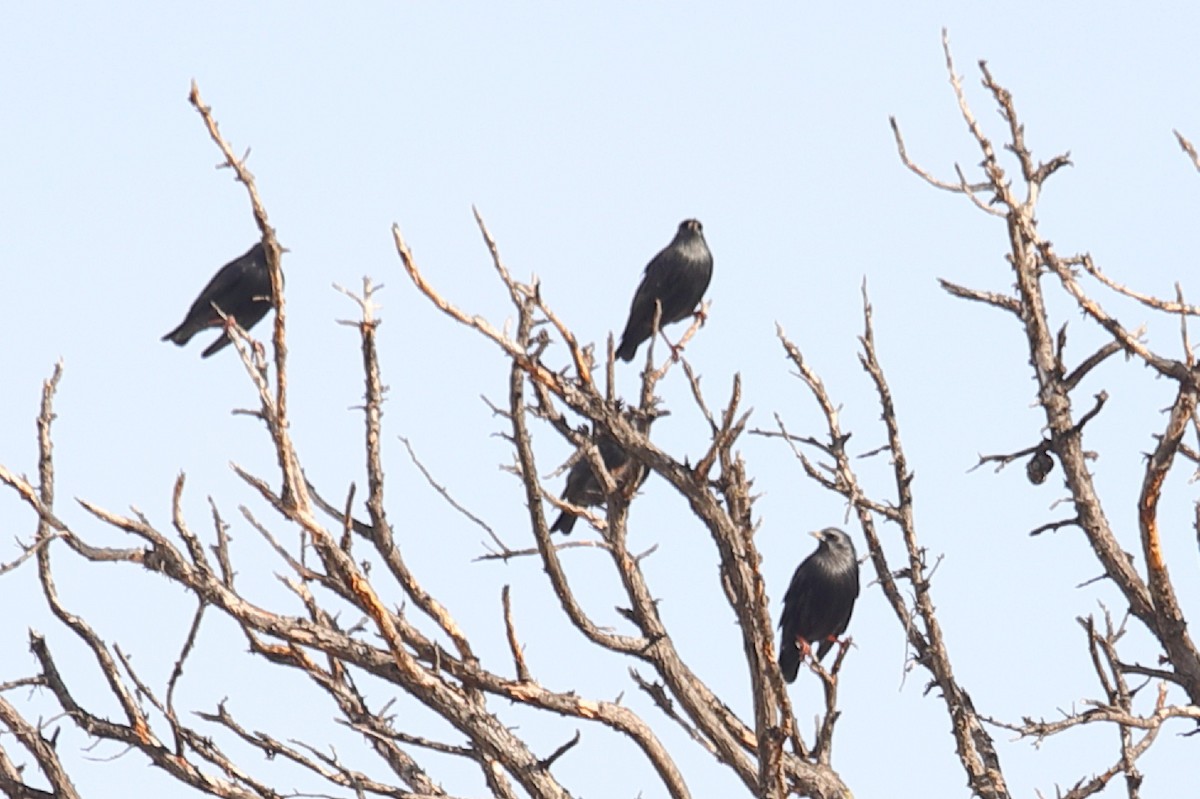 Spotless Starling - ML203056091