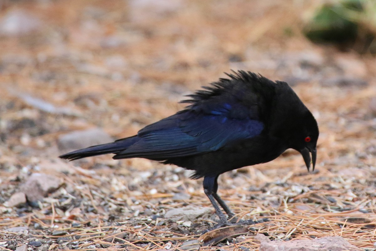 Bronzed Cowbird - ML203056251