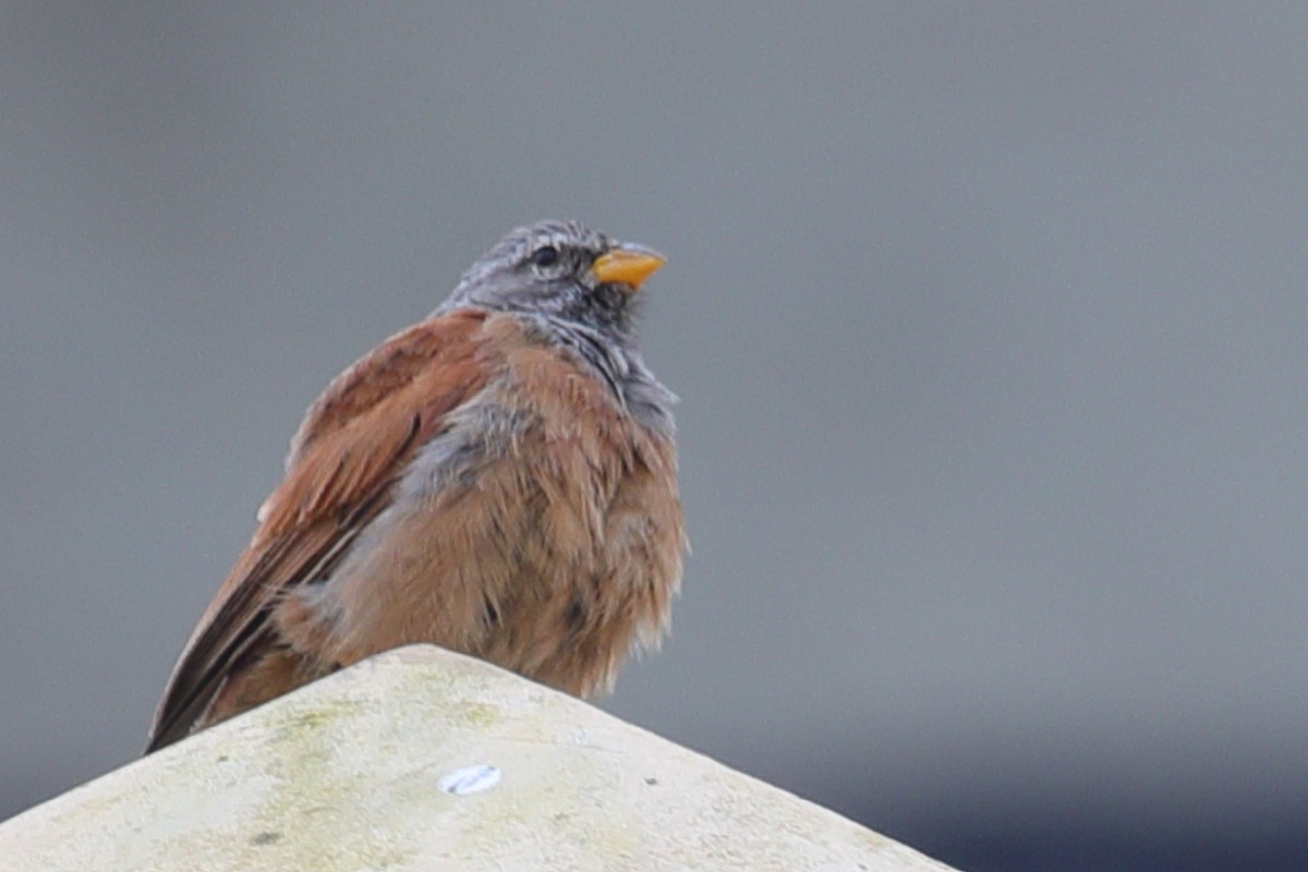 House Bunting - ML203056491