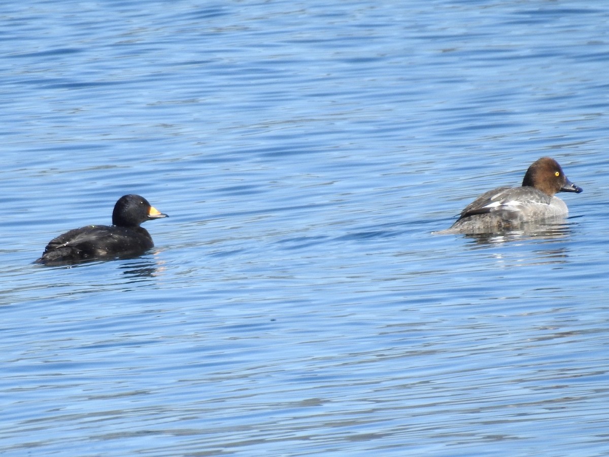 Black Scoter - Brian Johnson