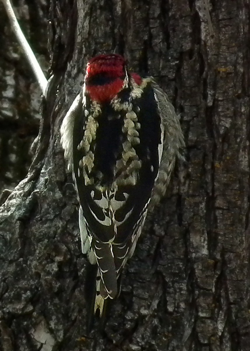 Red-naped Sapsucker - ML203058101