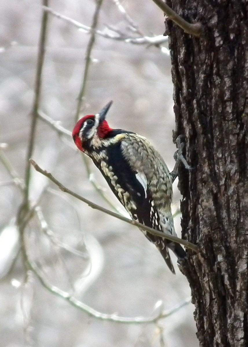 Red-naped Sapsucker - Peter Fang/ Gloria Smith