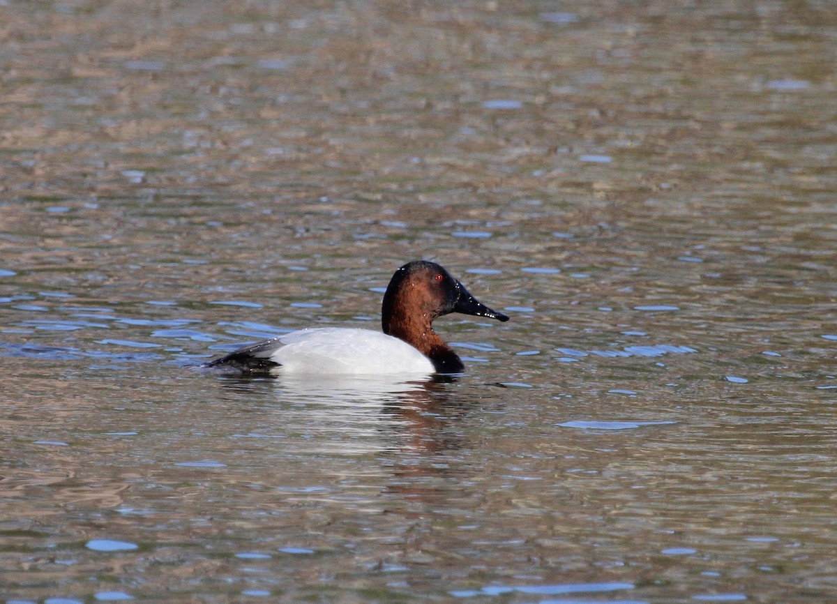 Canvasback - ML203060771