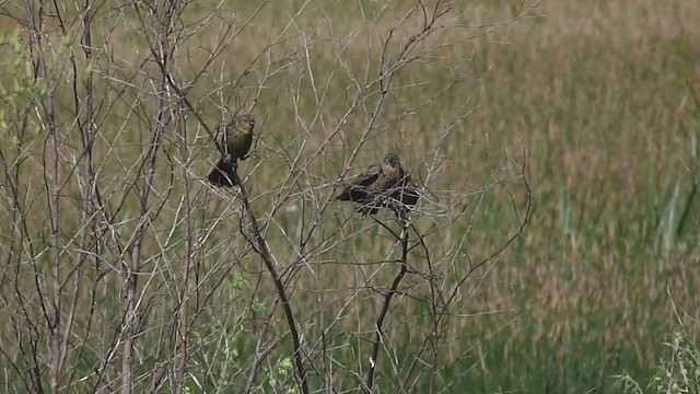 Chestnut-capped Blackbird - ML203060941