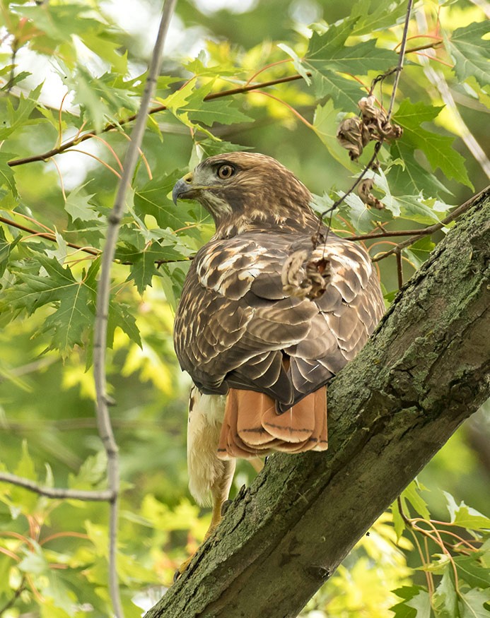 Red-tailed Hawk - Willie D'Anna