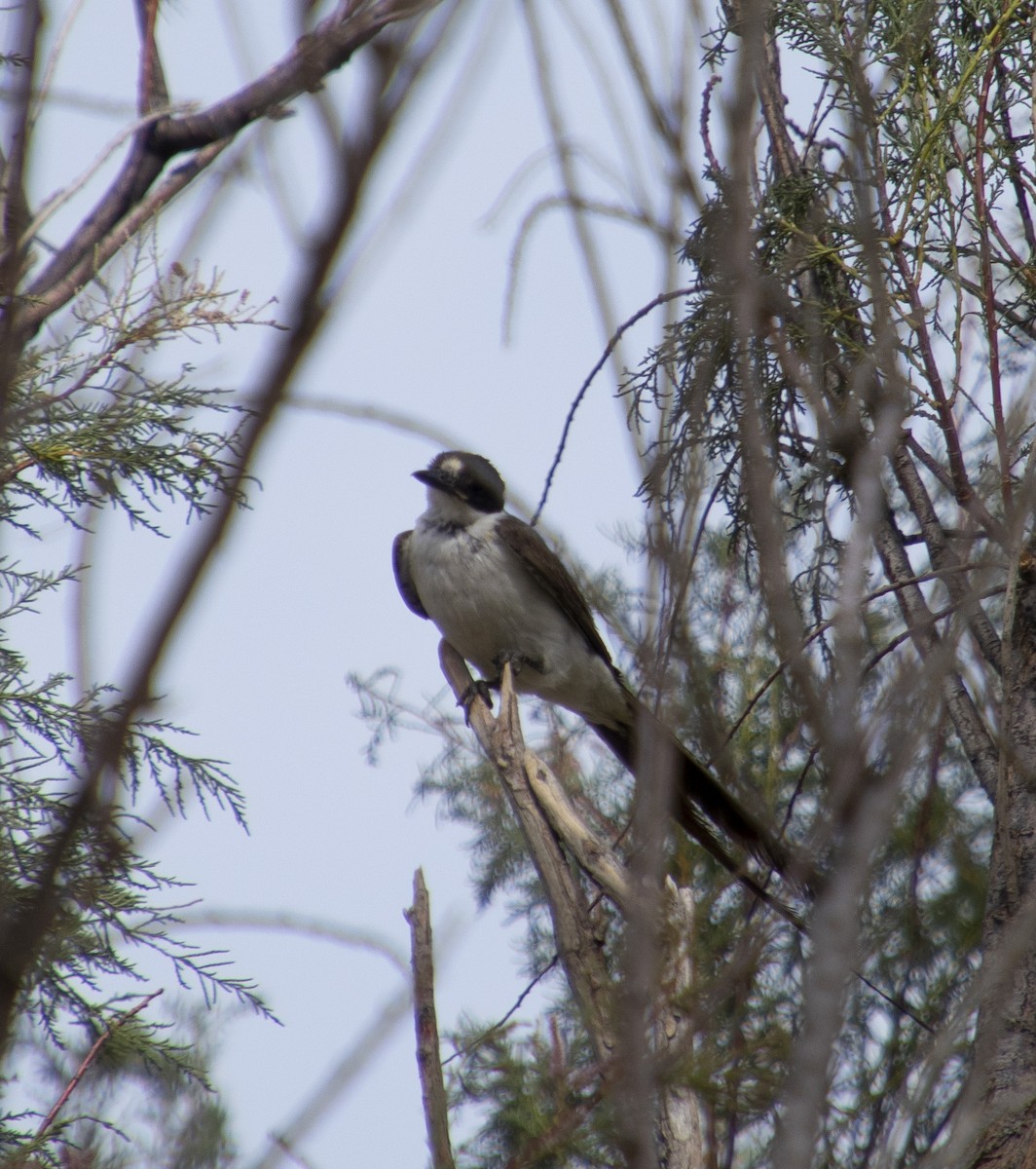 Fork-tailed Flycatcher - ML203062201