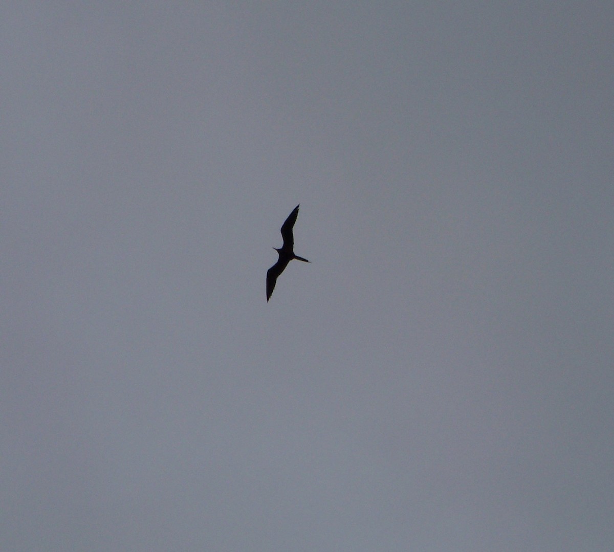 Magnificent Frigatebird - Roy Morris