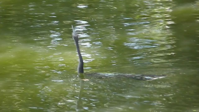 Anhinga Americana - ML203062611