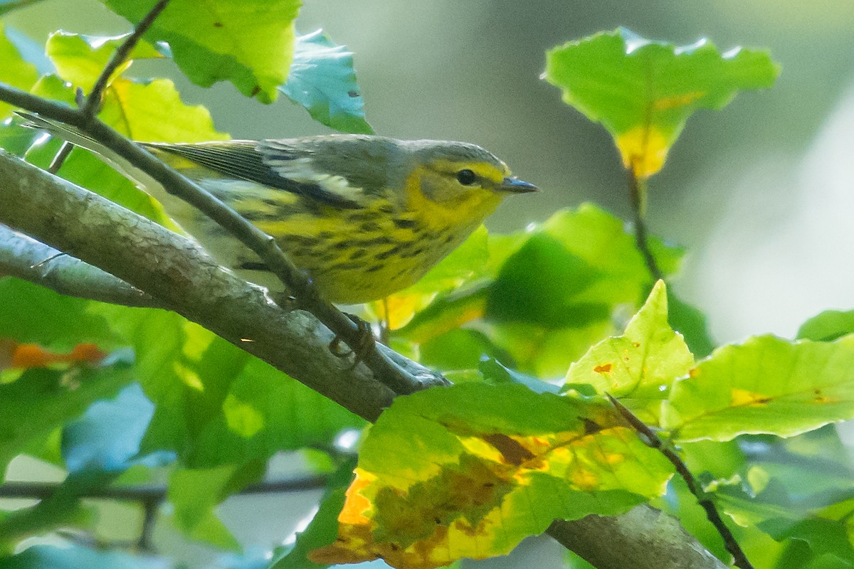 Cape May Warbler - ML20306271