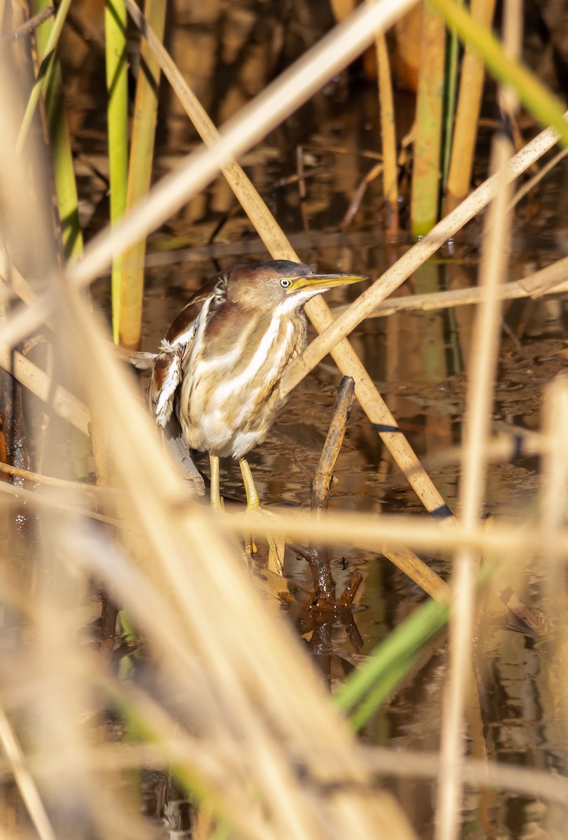 Least Bittern - Jeff Kidd