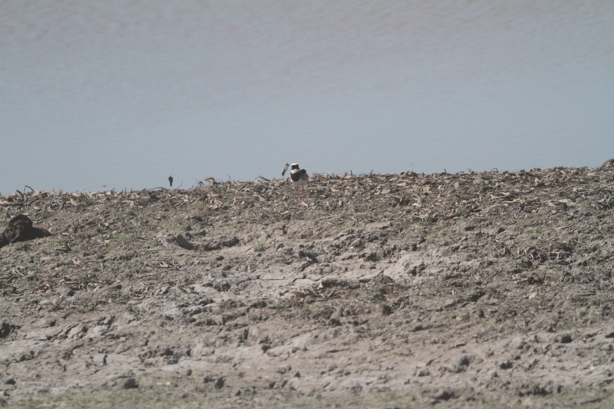 Pied Plover - ML203065431