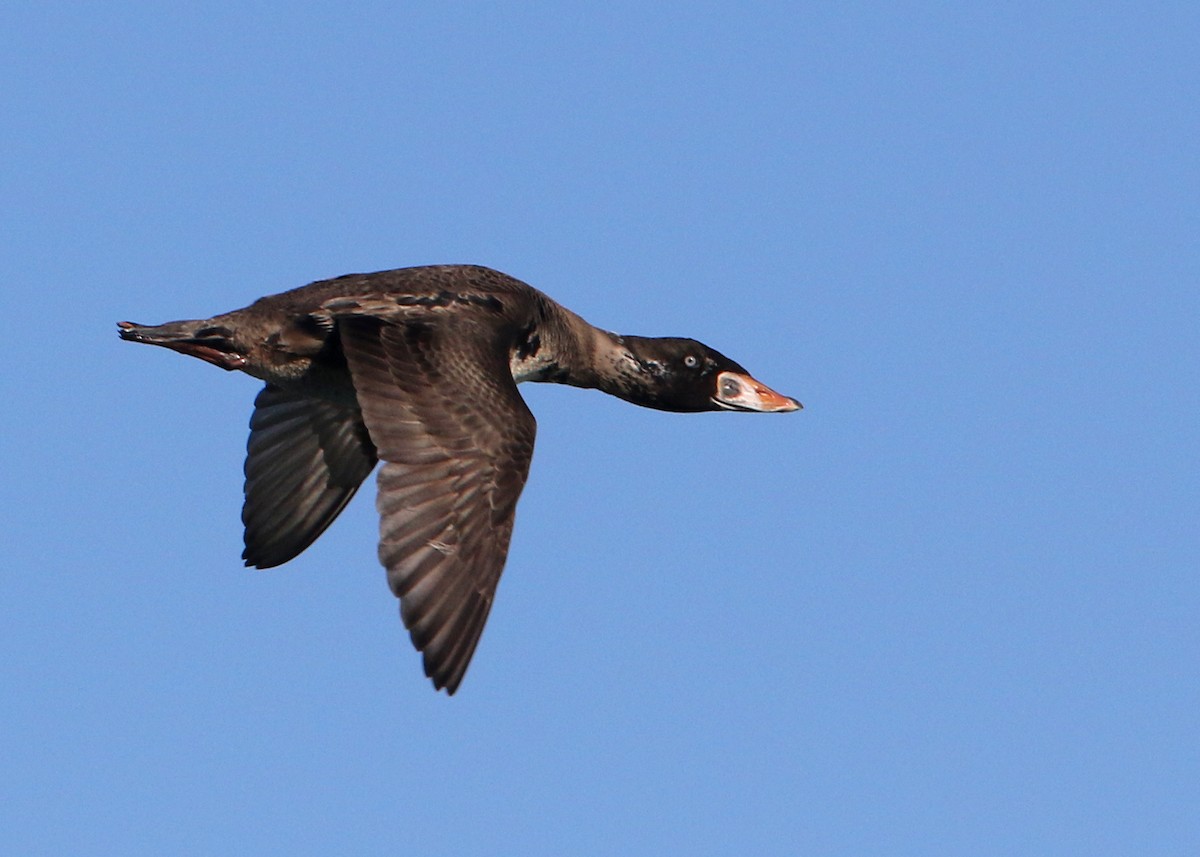 Surf Scoter - Jim Guyton