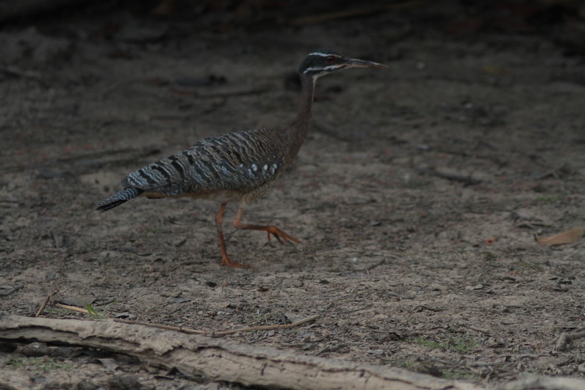 Sunbittern - ML203066041