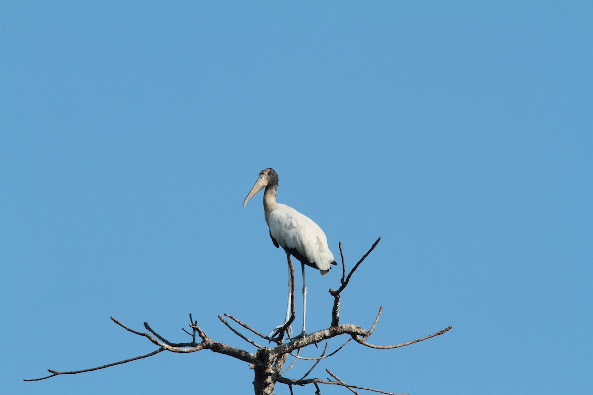 Wood Stork - ML203066171