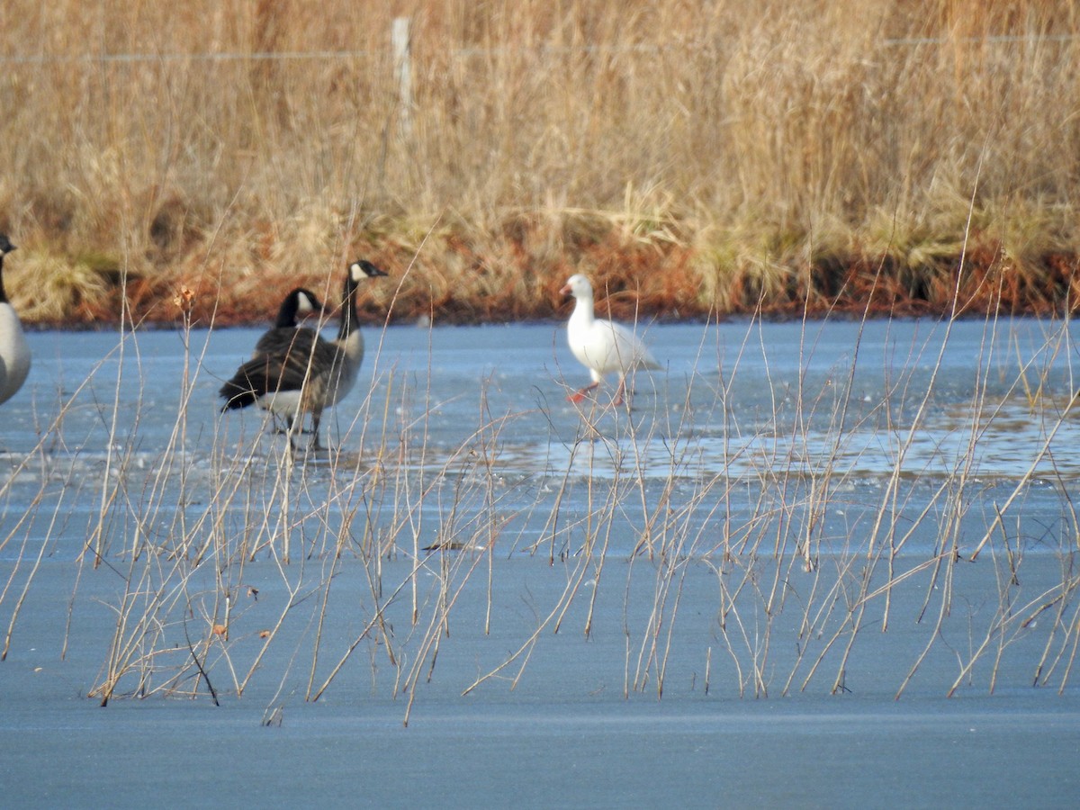 Snow Goose - ML203066791