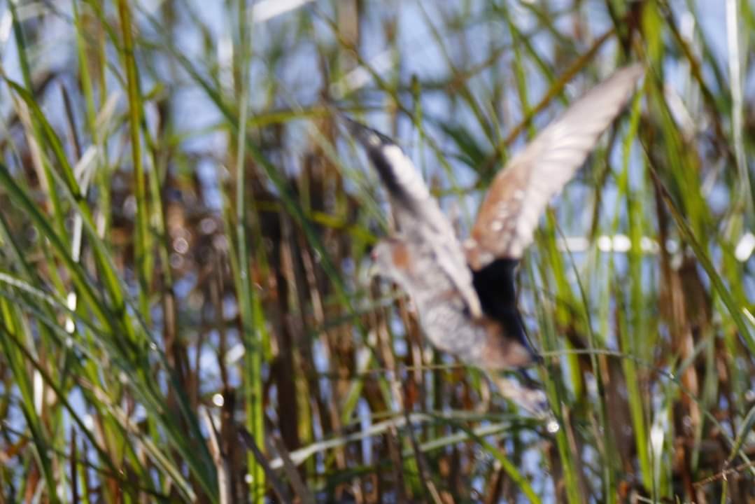 Baillon's Crake - ML203068401