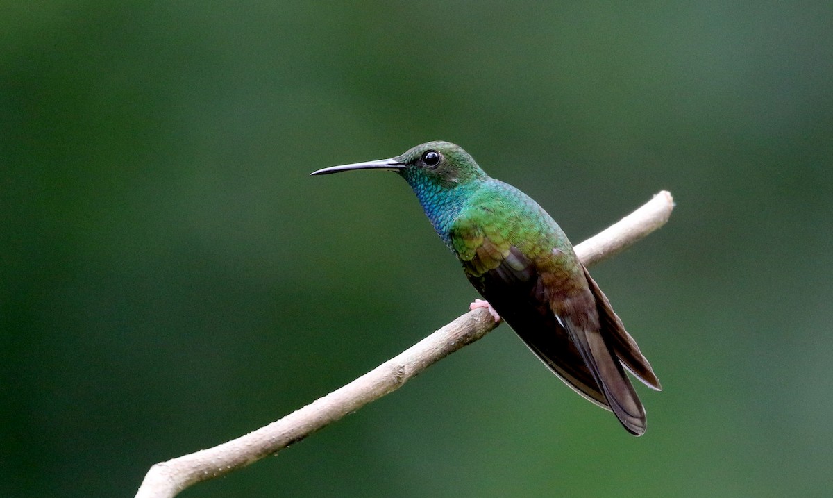 Colibrí Patirrojo - ML203069371