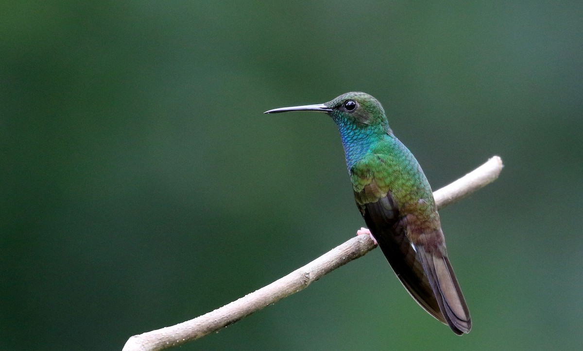 Colibri à queue bronzée - ML203069571