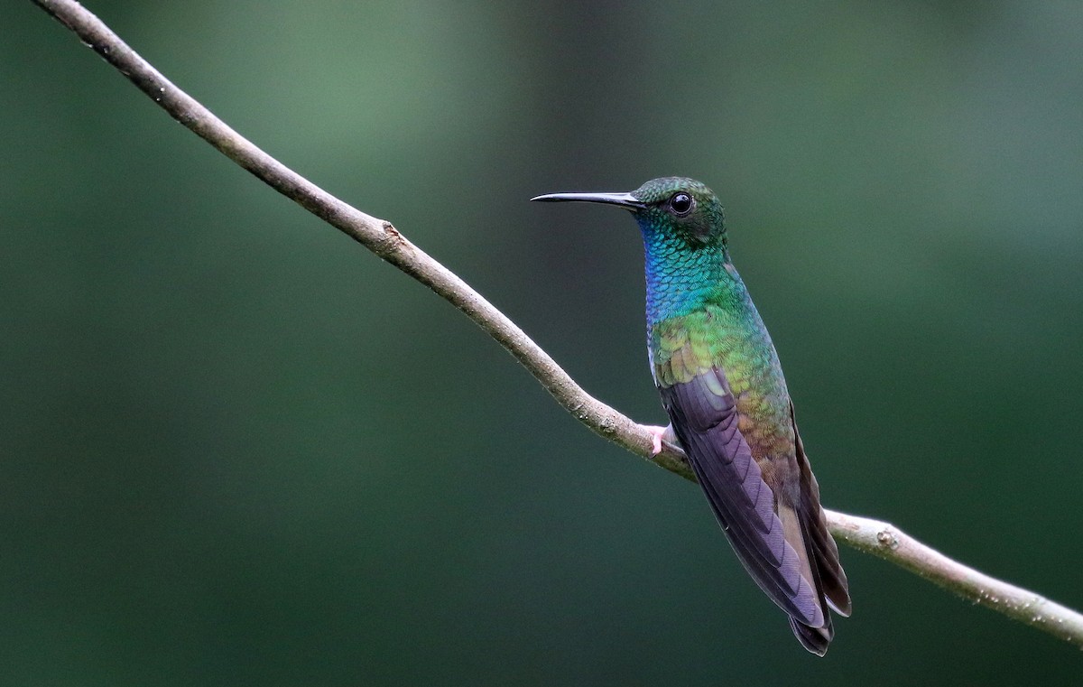 Colibri à queue bronzée - ML203069631