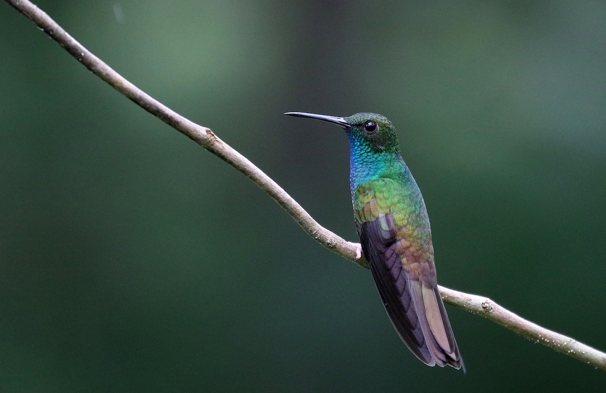 Bronze-tailed Plumeleteer - Jay McGowan