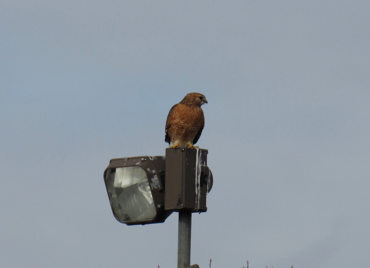 Red-shouldered Hawk - Joshua  Eastlake