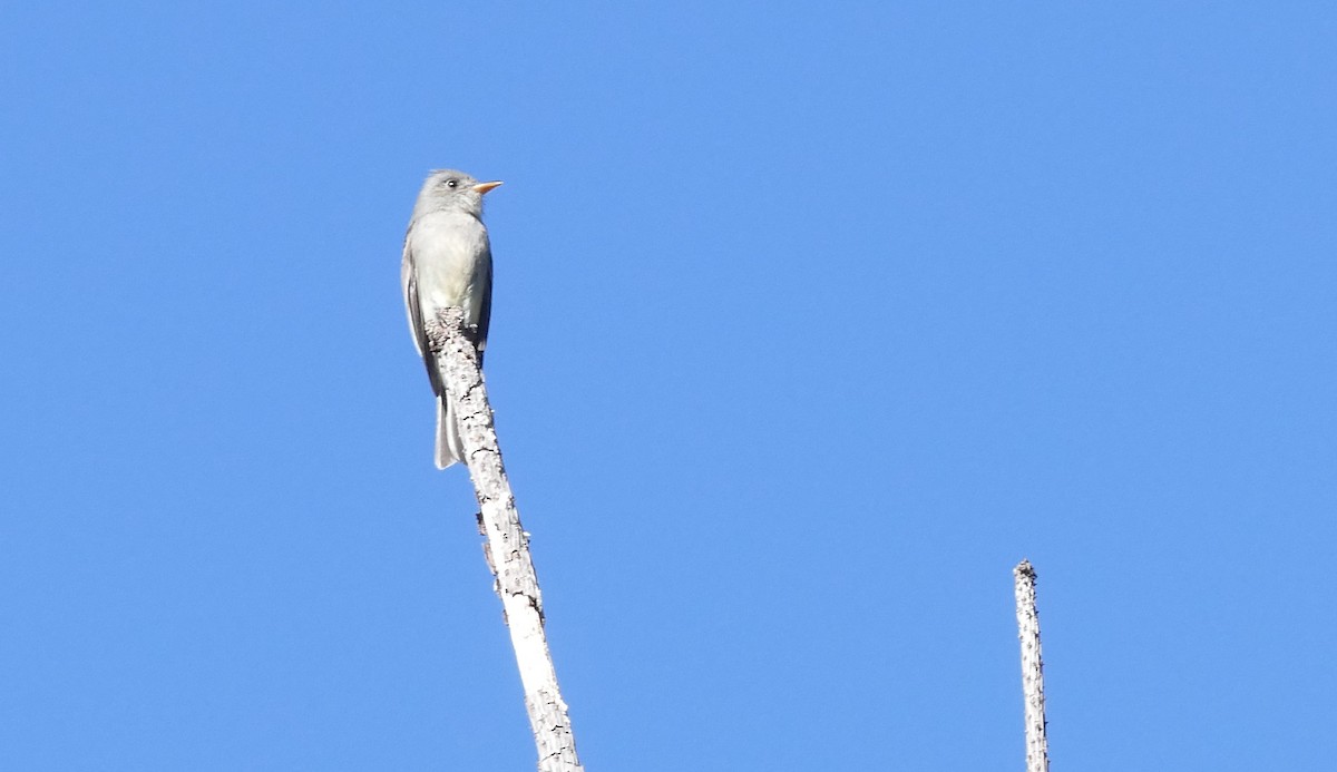 Greater Pewee - ML203070051