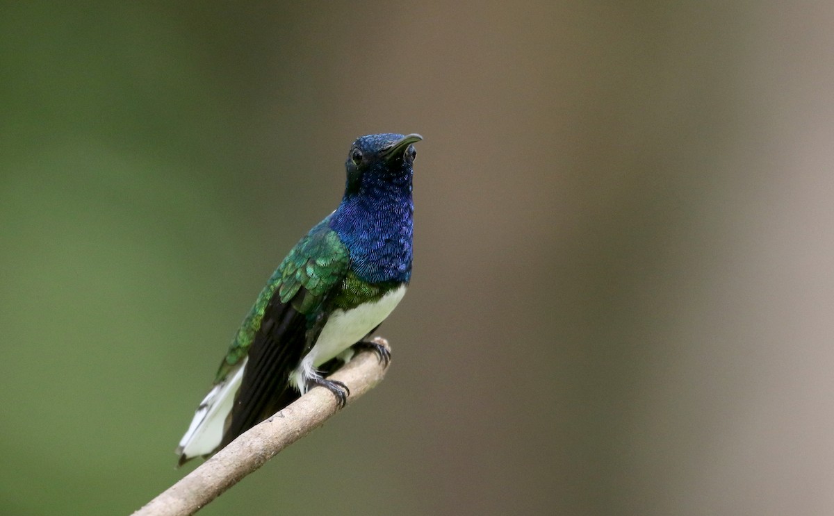 White-necked Jacobin - Jay McGowan