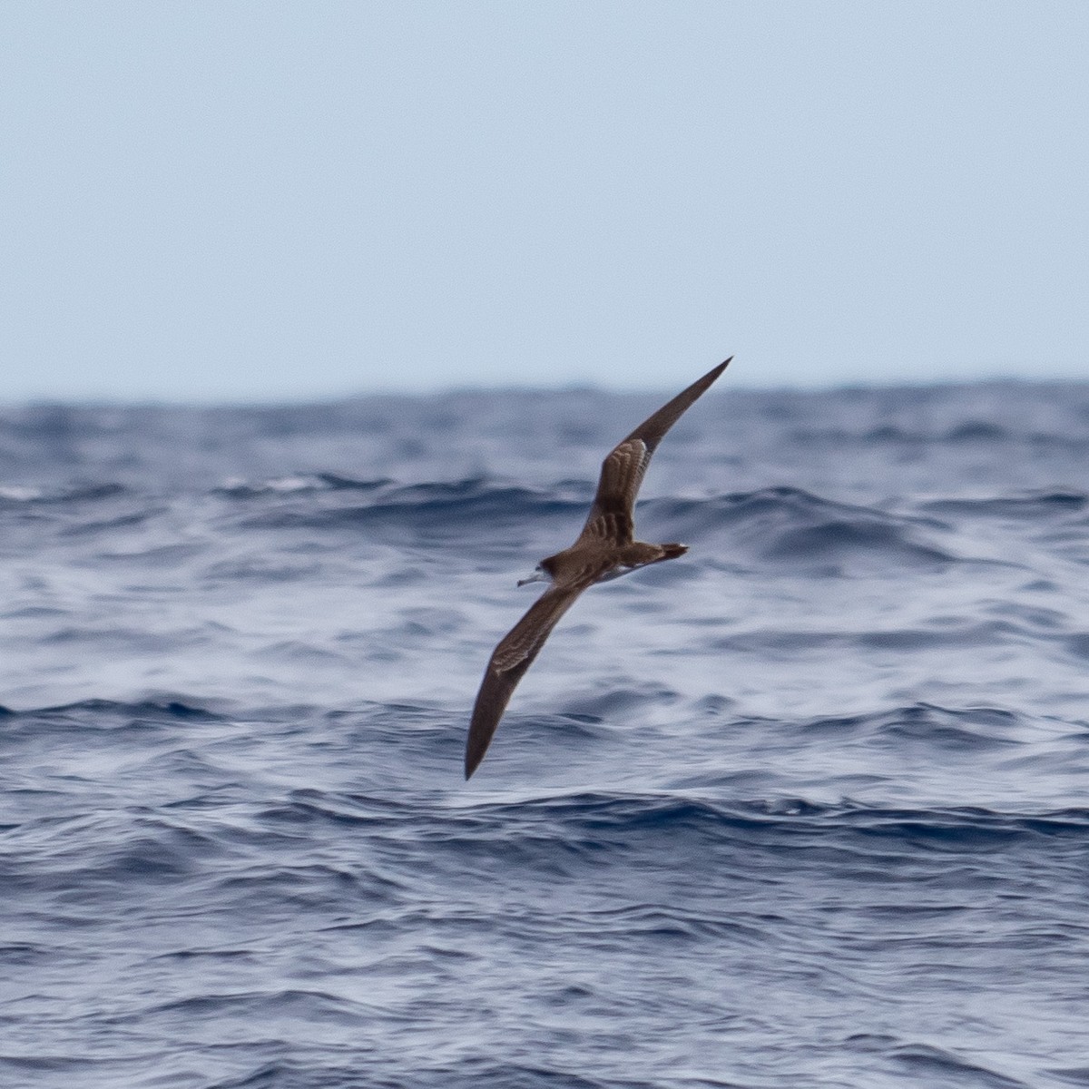 Streaked Shearwater - ML203071211