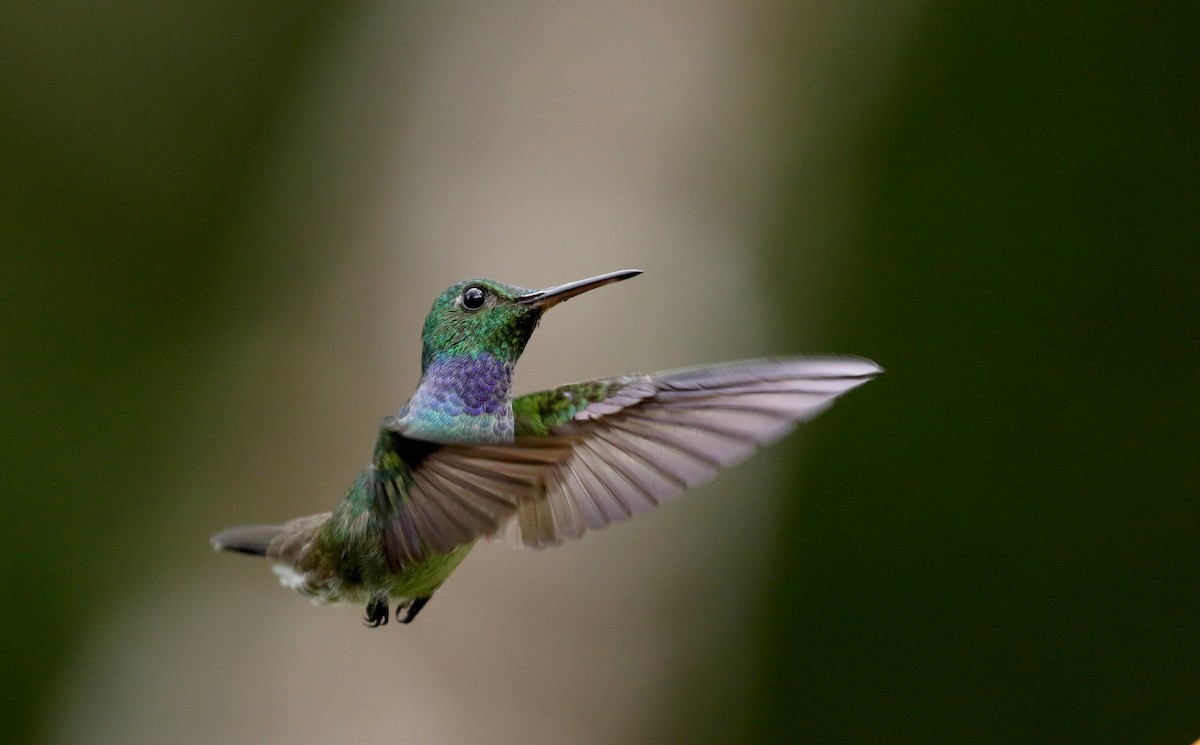 Blue-chested Hummingbird - ML203071421