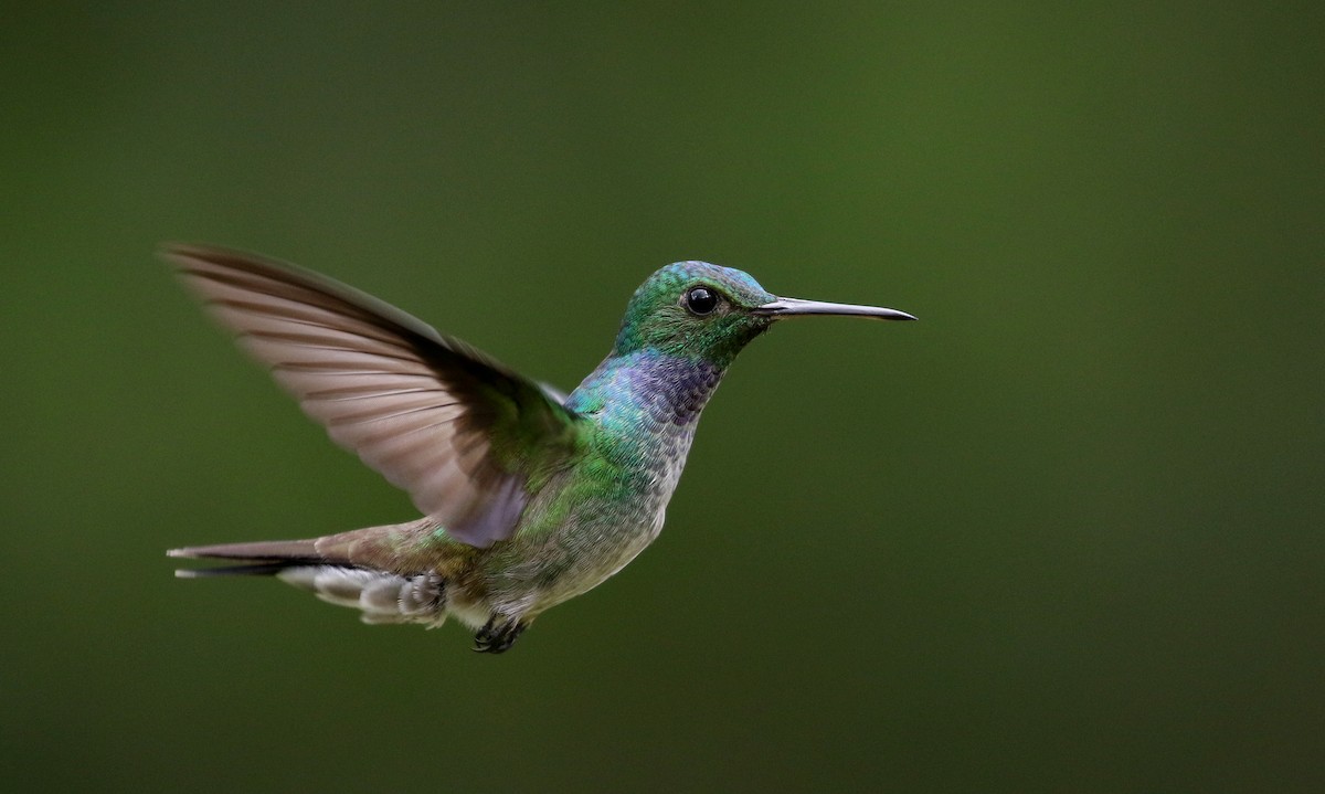 Blue-chested Hummingbird - Jay McGowan