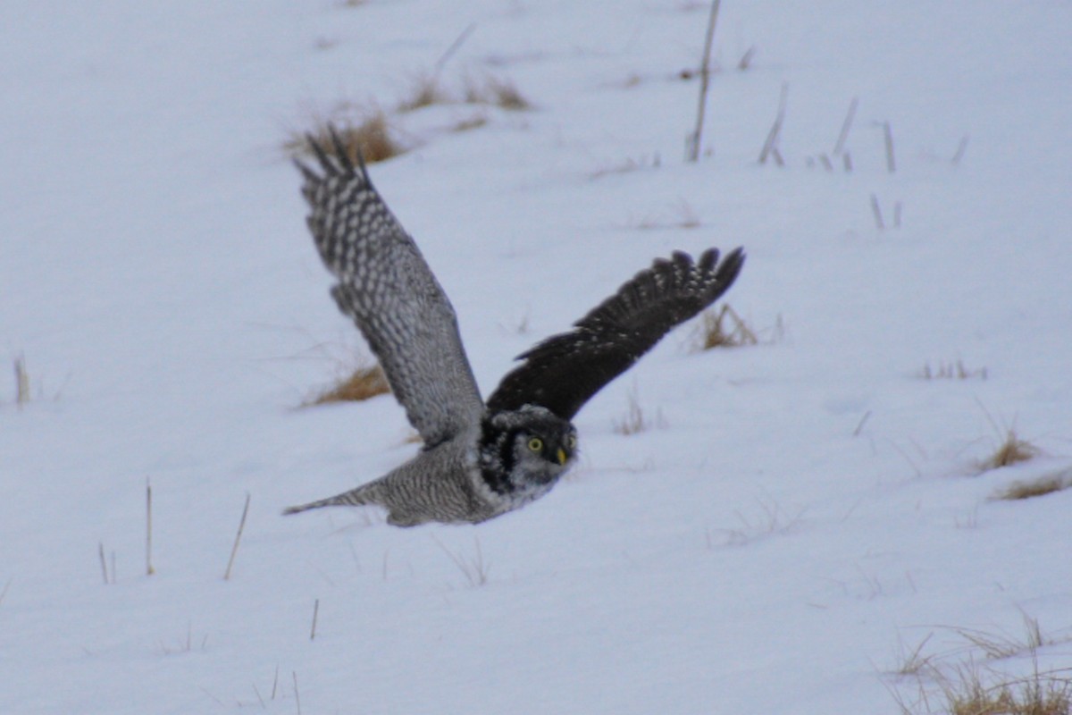 Northern Hawk Owl - Angela MacDonald
