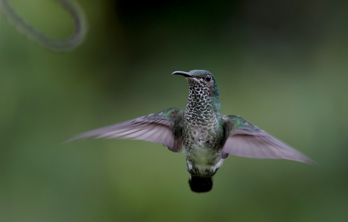 White-necked Jacobin - ML203072501