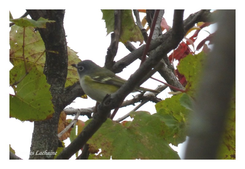 Blue-headed Vireo - Georges Lachaîne