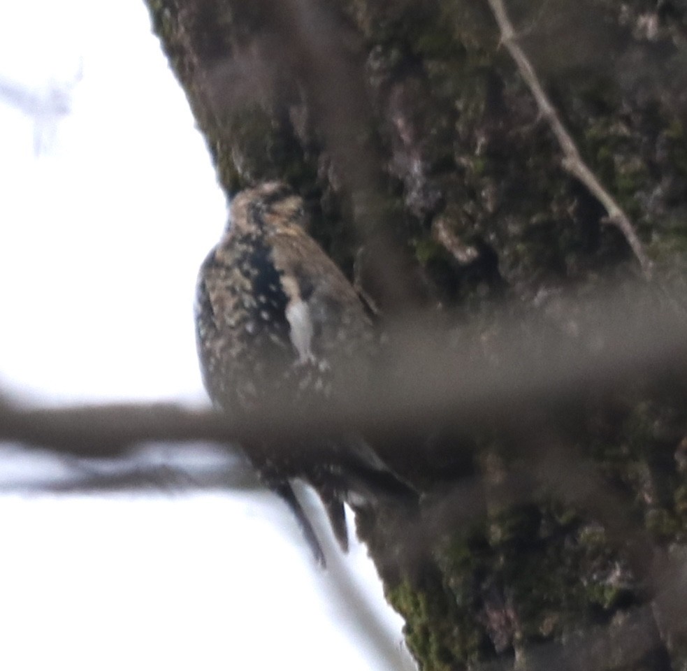 Yellow-bellied Sapsucker - ML203073301