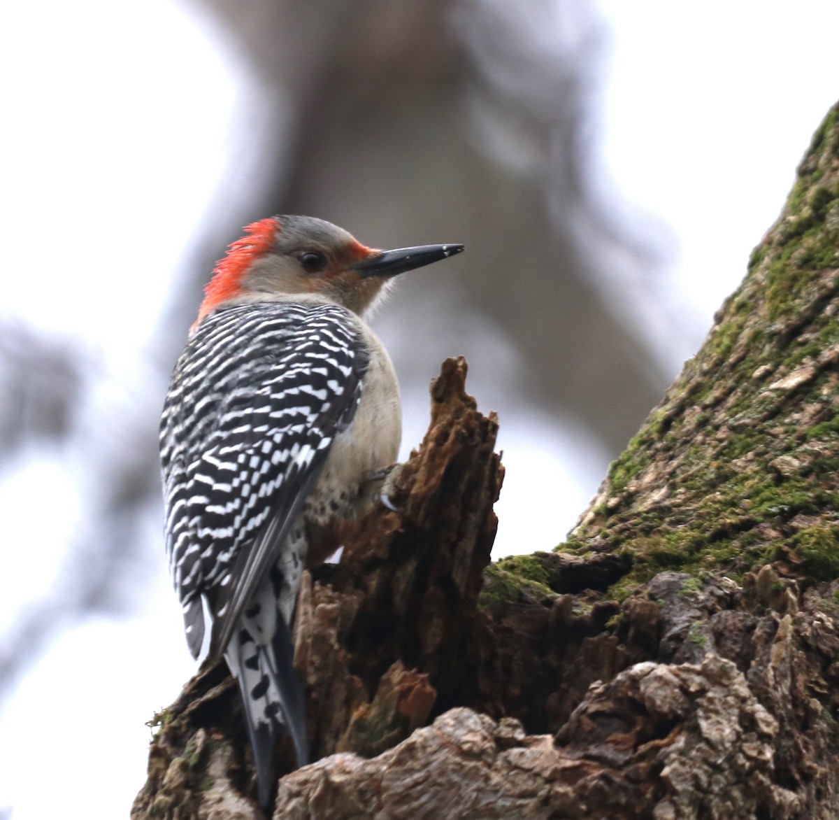 Red-bellied Woodpecker - ML203073461
