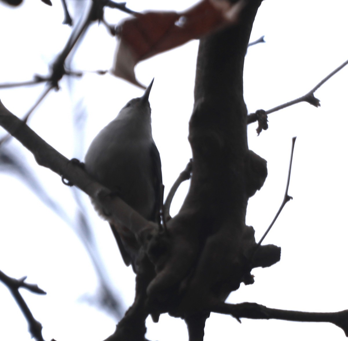 White-breasted Nuthatch (Eastern) - Zebedee Muller