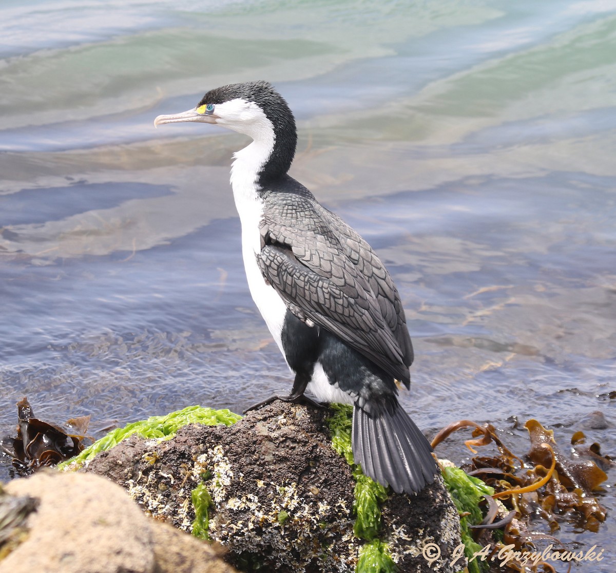 Pied Cormorant - Joe Grzybowski