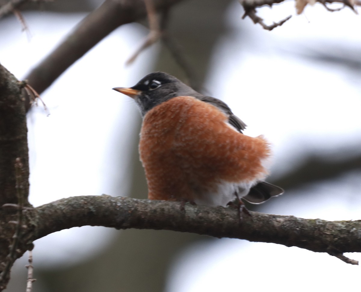 American Robin - ML203073671