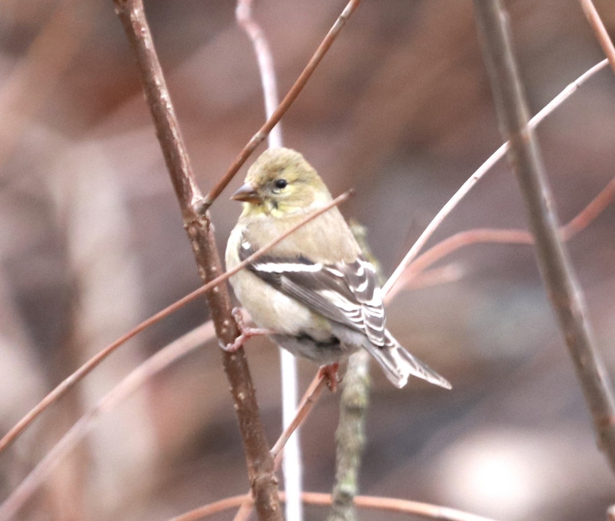 American Goldfinch - Zebedee Muller