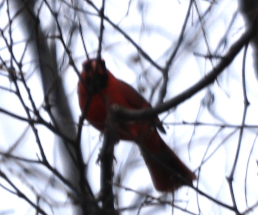 Northern Cardinal - Zebedee Muller